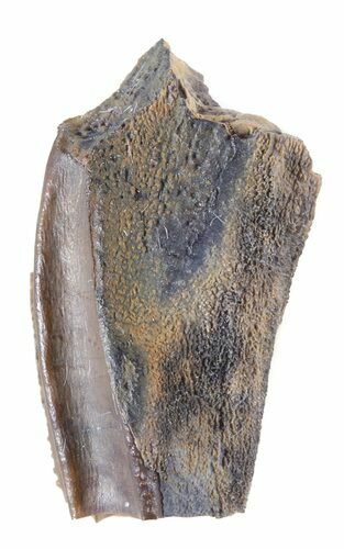 Hadrosaur (Kritosaurus) Tooth - Aguja Formation, Texas #50677